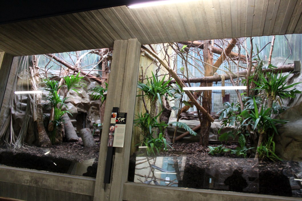 ZOO Antwerpen - Monkey House (Tamarin)