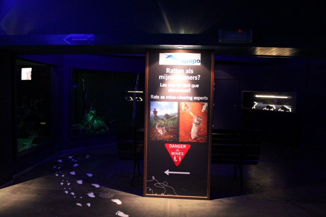 ZOO Antwerpen - Nocturama (Pouched rat)