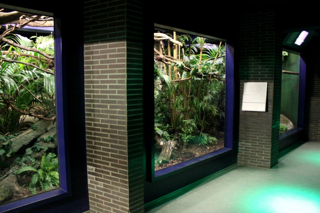 ZOO Antwerpen - Nocturama (Slender loris)