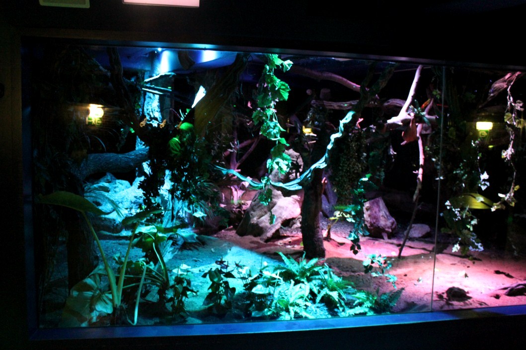 ZOO Antwerpen - Nocturama (Sloth/bat/flying fox)