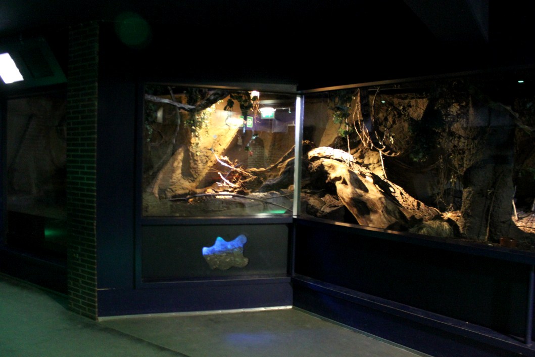 ZOO Antwerpen - Nocturama (Water rat)