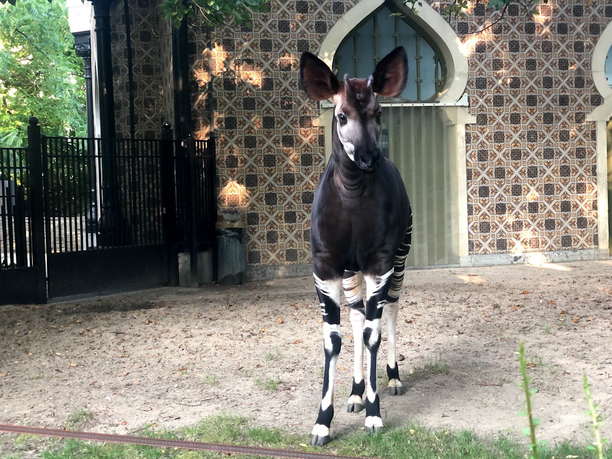 Zoo Antwerpen- okapi- 2021