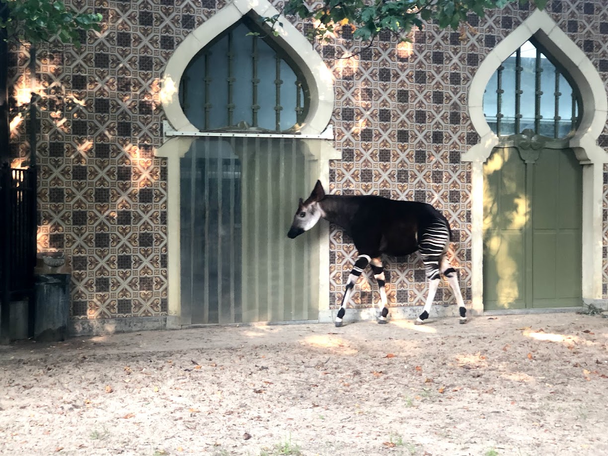 Zoo Antwerpen- okapi beside its house- 2021