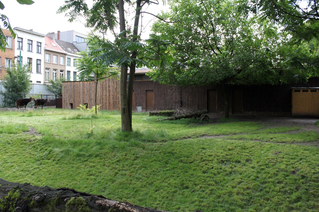 ZOO Antwerpen - Okapi Breeding Centre