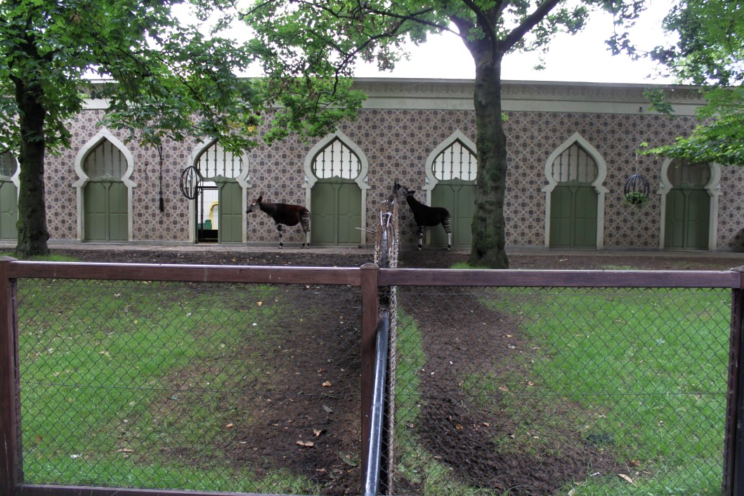 ZOO Antwerpen - Okapi Breeding Centre