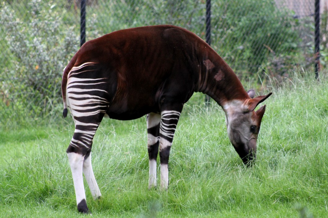 ZOO Antwerpen - Okapi