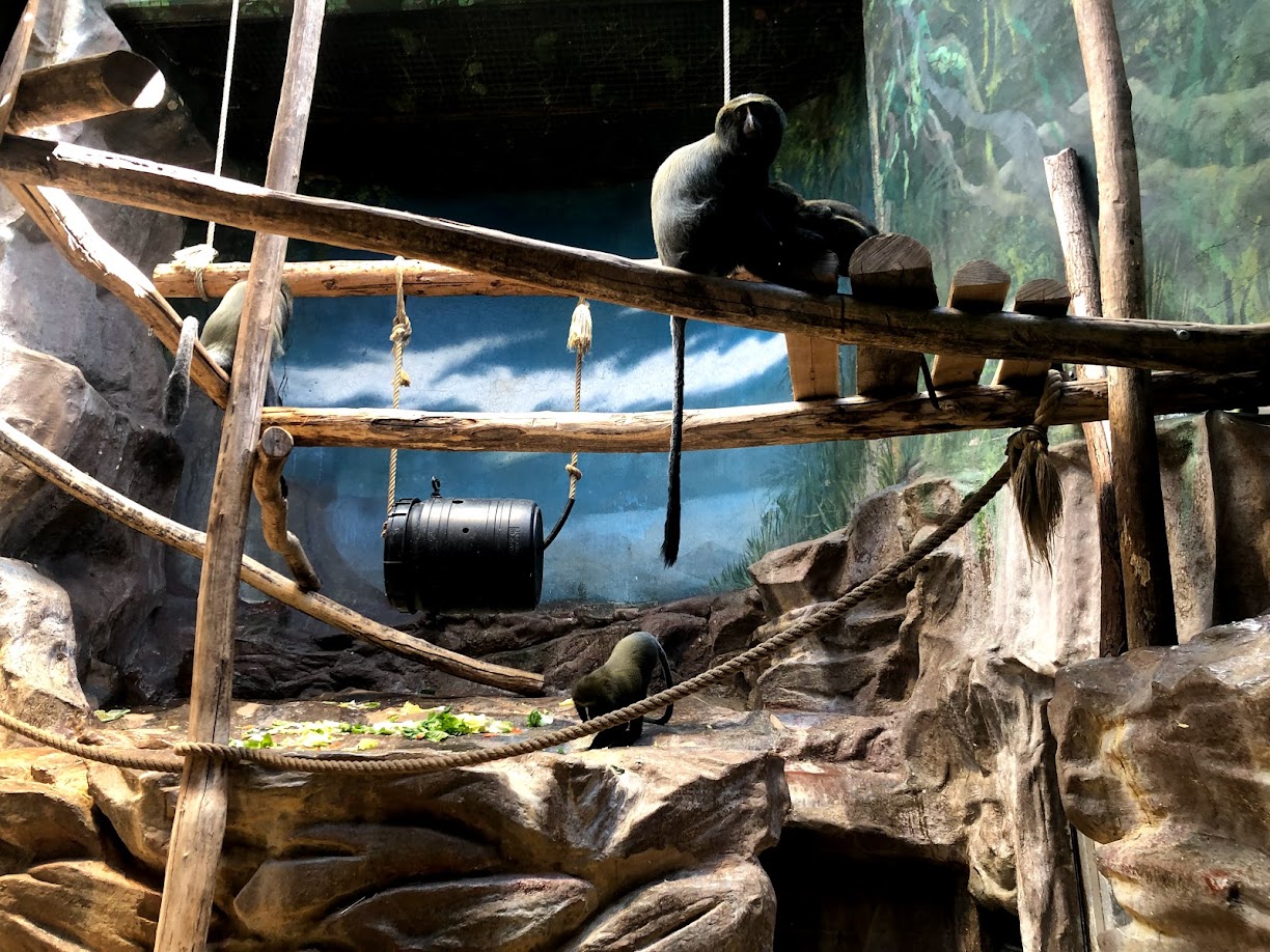 Zoo Antwerpen- owl monkey exhibit- 2021