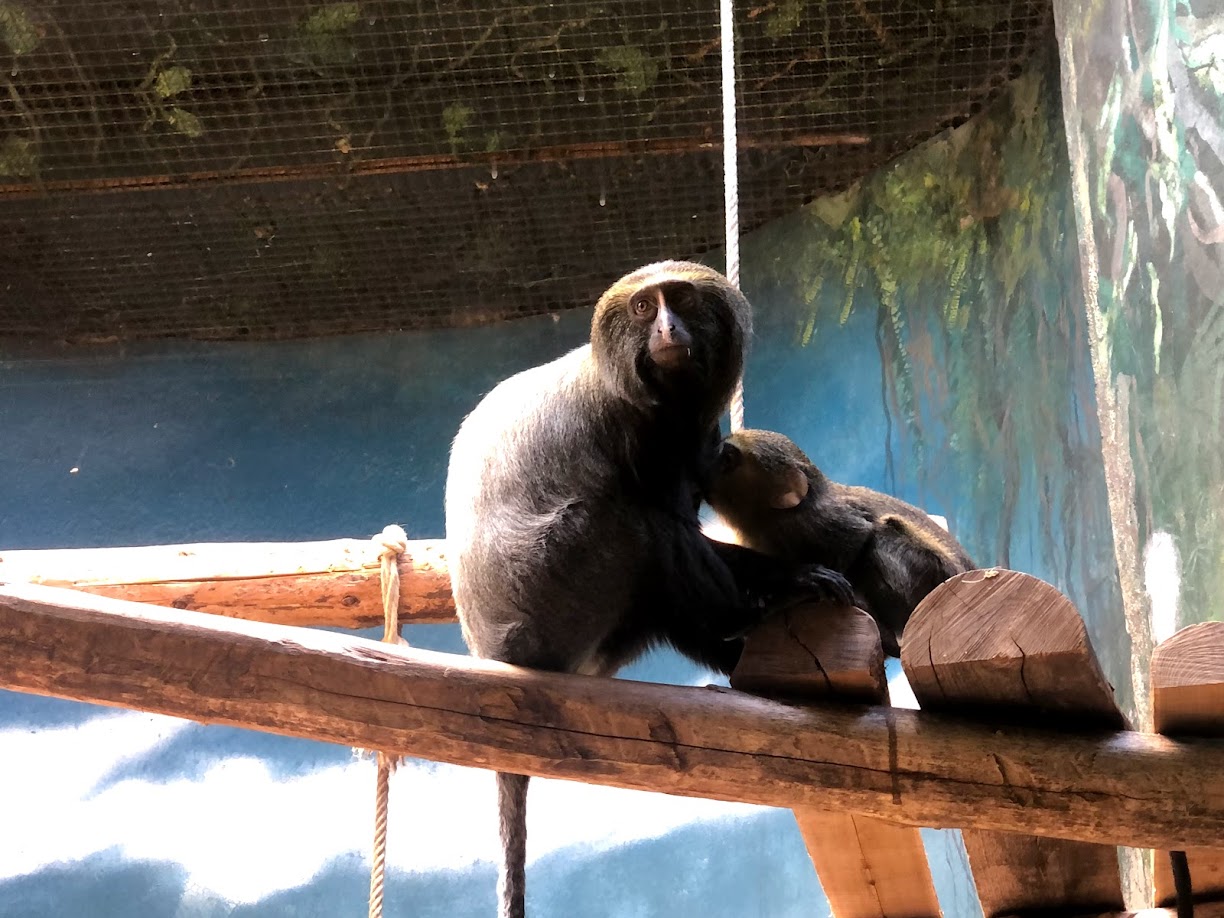 Zoo Antwerpen- owly monkey- 2021