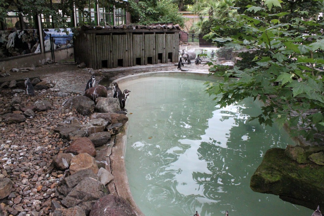 ZOO Antwerpen - Penguin exhibit