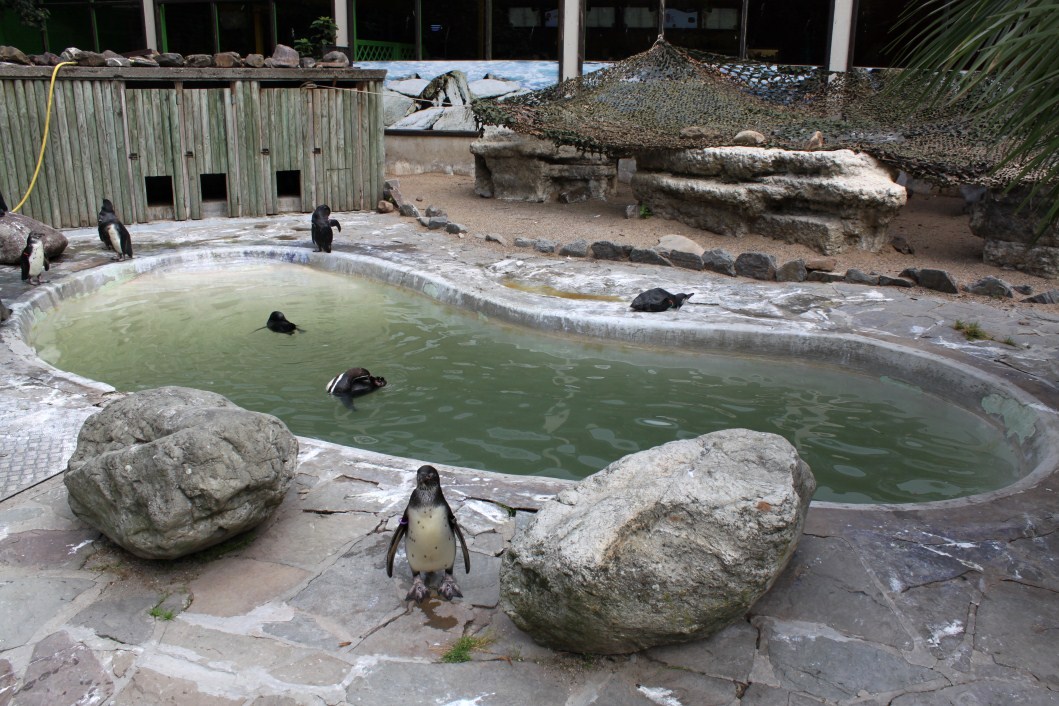 ZOO Antwerpen - Penguin exhibit