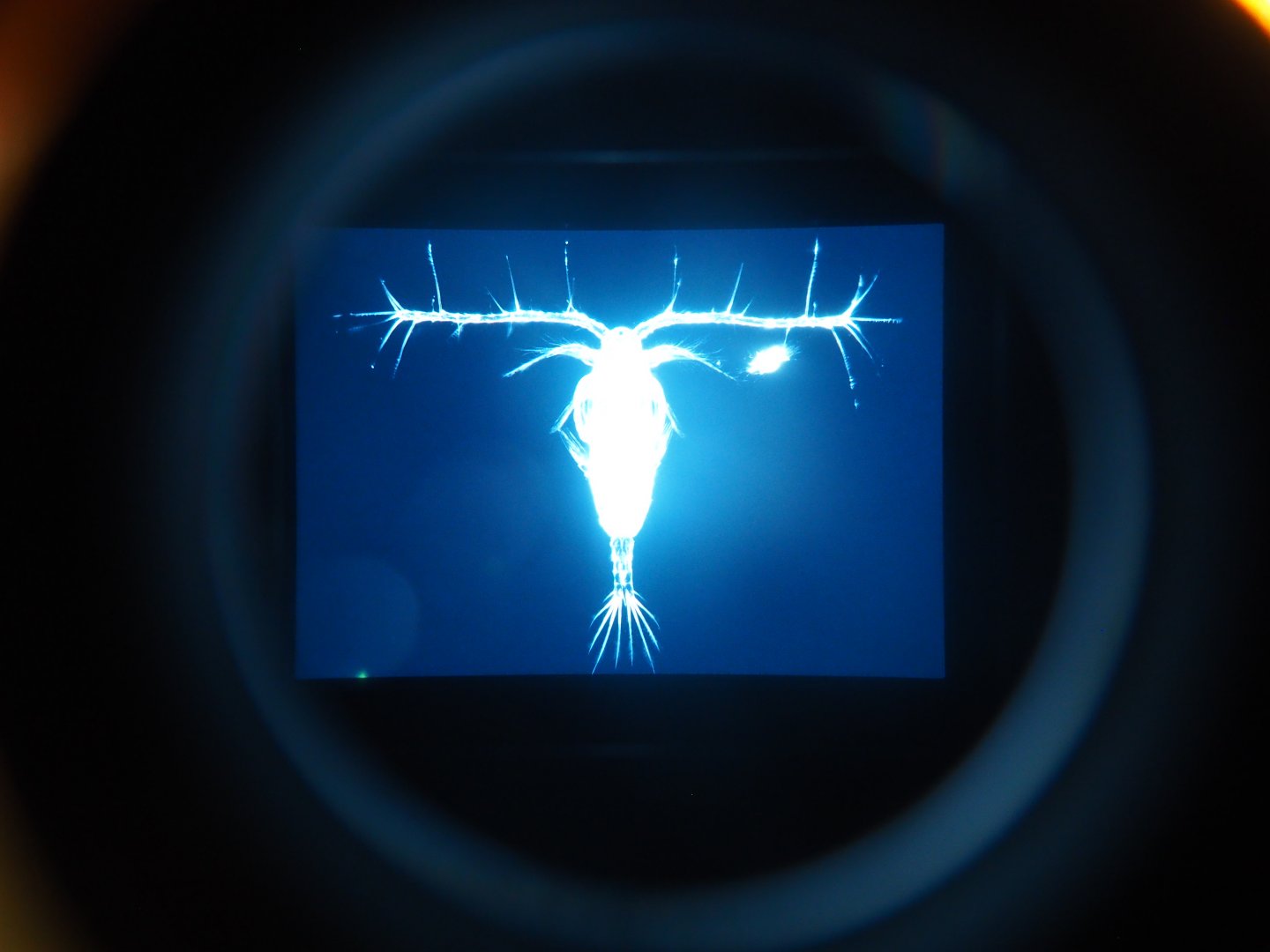 Zoo Antwerpen plankton microscope slides display 1