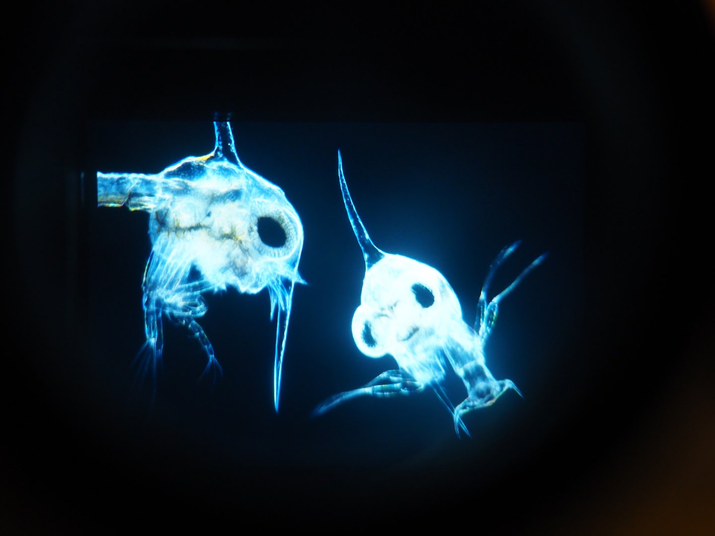 Zoo Antwerpen plankton microscope slides display 2