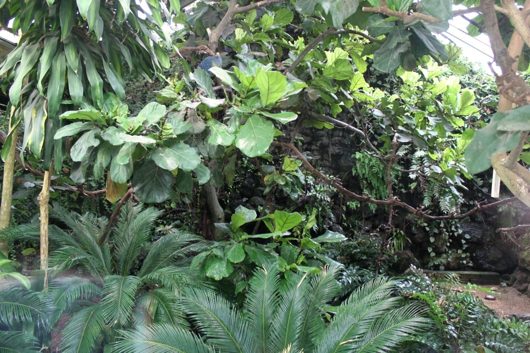 ZOO Antwerpen - Rainforest aviary