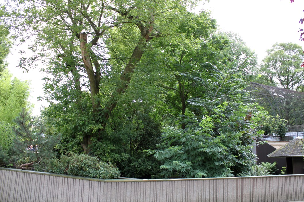 ZOO Antwerpen - Red panda