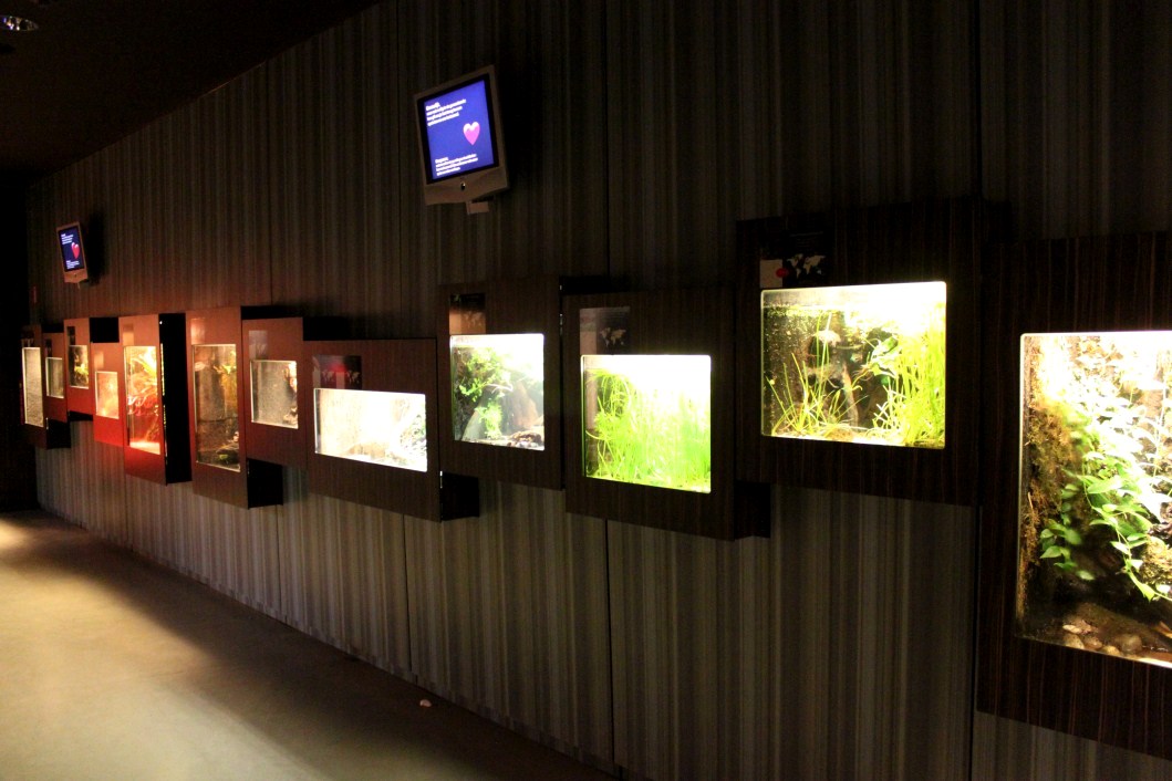 ZOO Antwerpen - Reptile House (Amphibians)