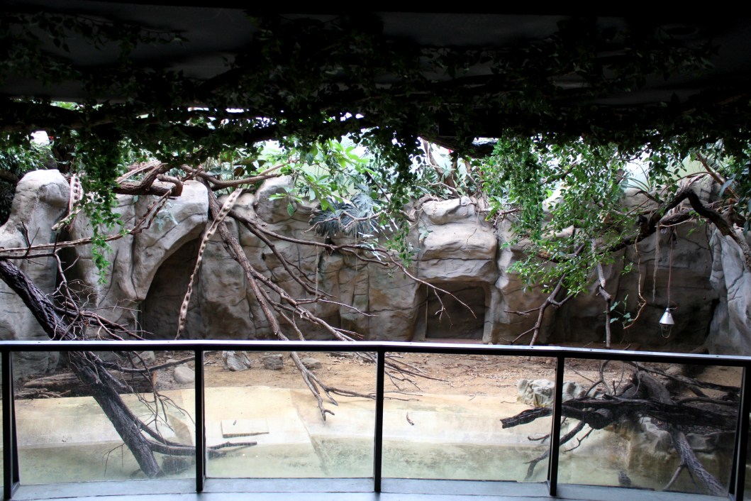 ZOO Antwerpen - Reptile House (Caiman)