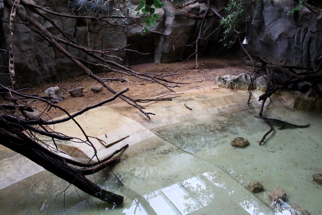 ZOO Antwerpen - Reptile House (Caiman)