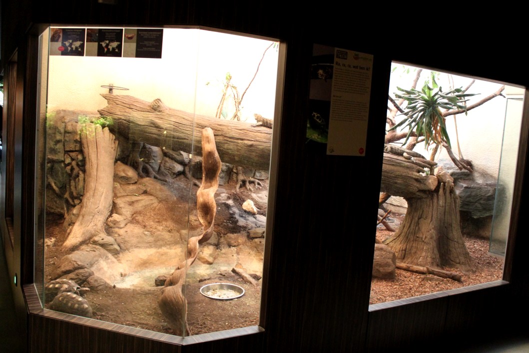 ZOO Antwerpen - Reptile House (Iguana/tortoise)
