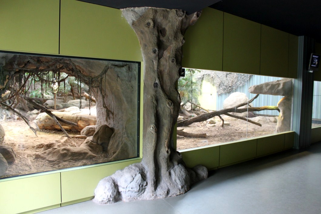 ZOO Antwerpen - Reptile House (Komodo dragon)