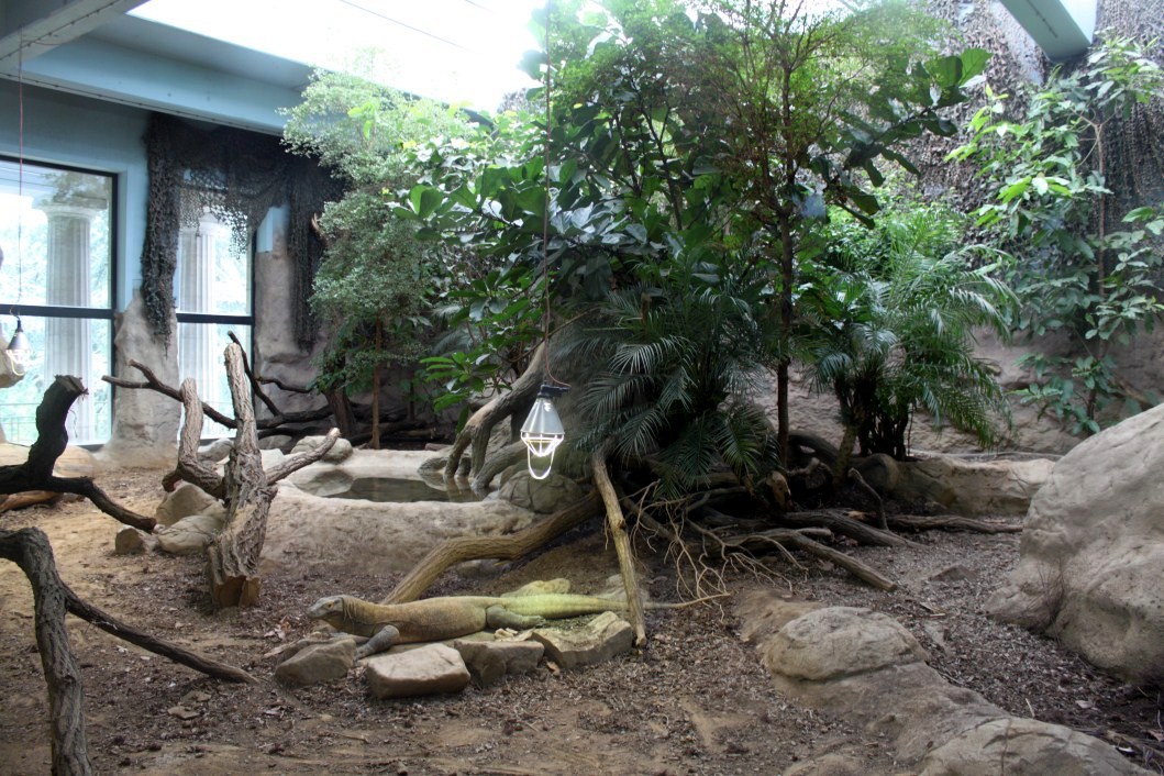 ZOO Antwerpen - Reptile House (Komodo dragon)