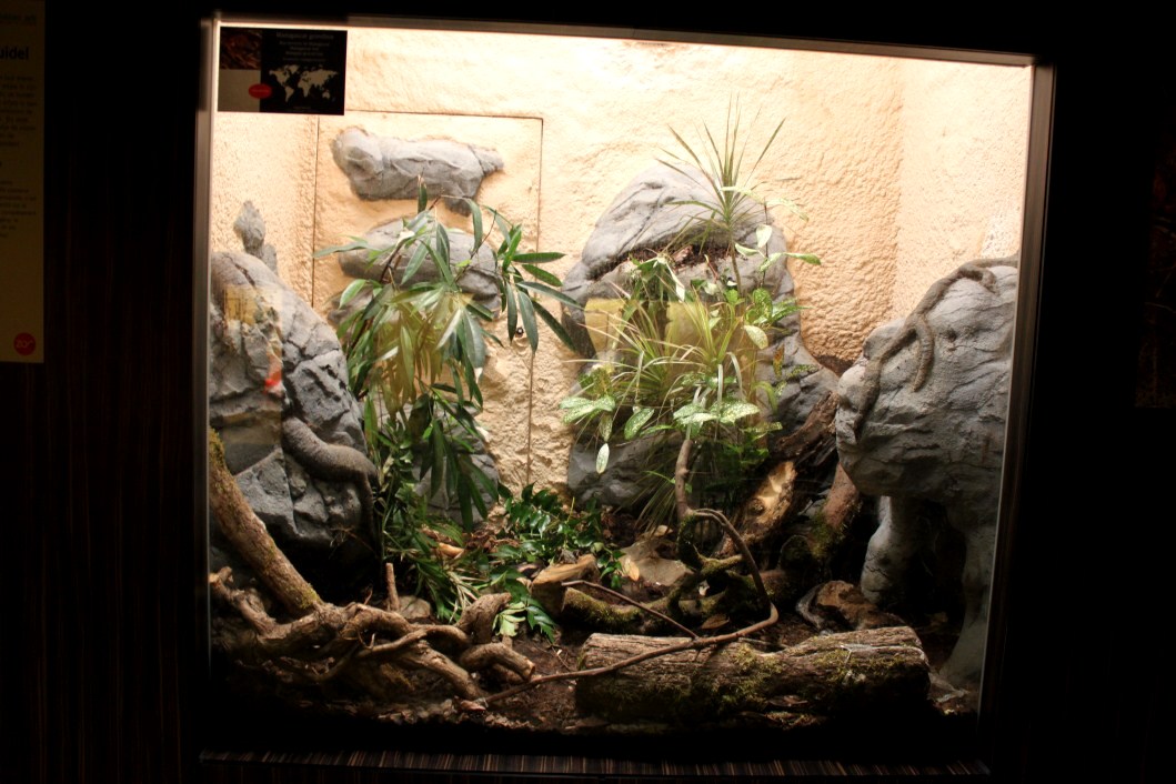 ZOO Antwerpen - Reptile House (Madagascar)