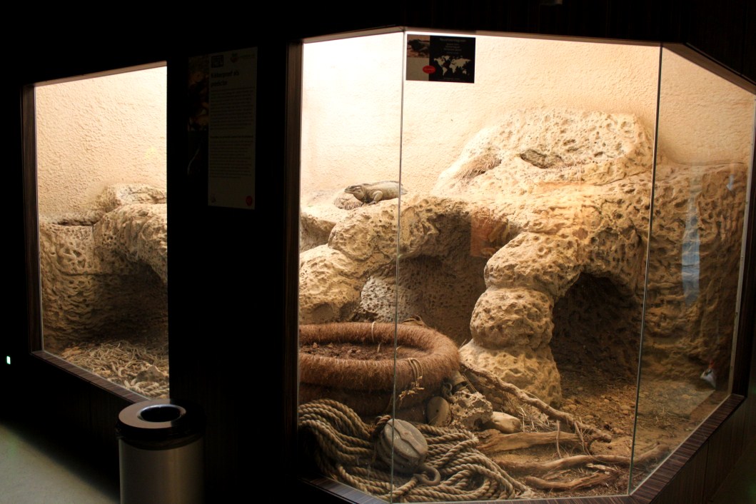 ZOO Antwerpen - Reptile House (Rhinoceros iguana)