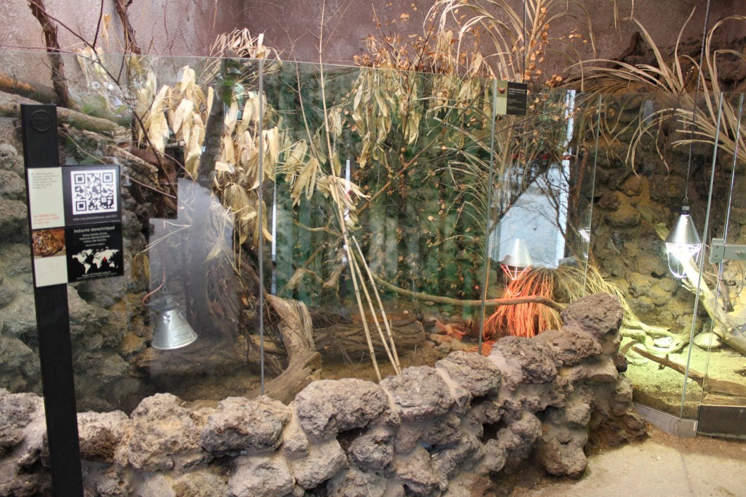 ZOO Antwerpen - Reptile House (Star tortoise)