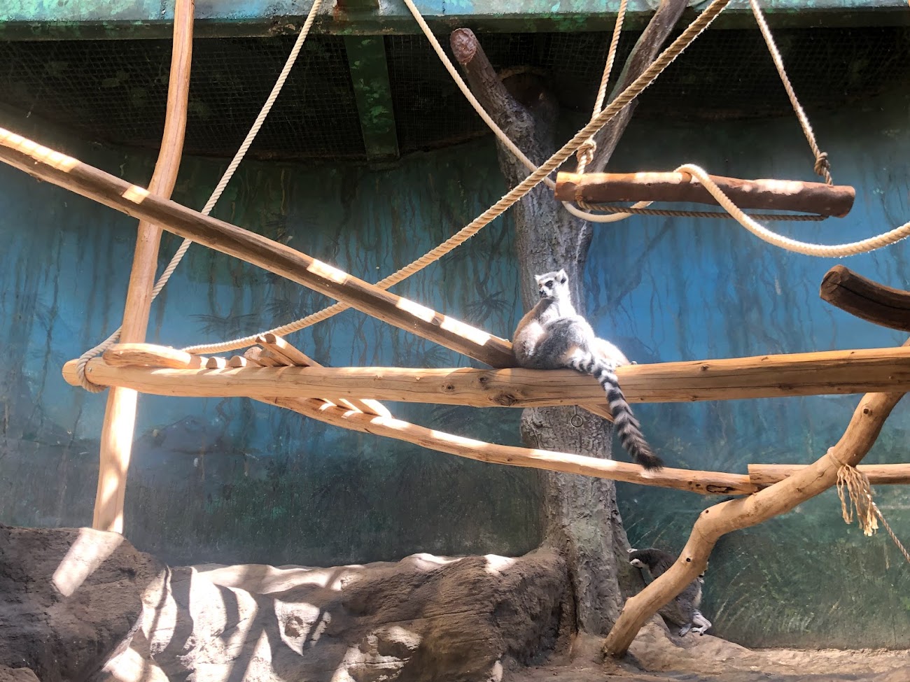 Zoo Antwerpen- ring-tailed lemur sun bathing- 2021
