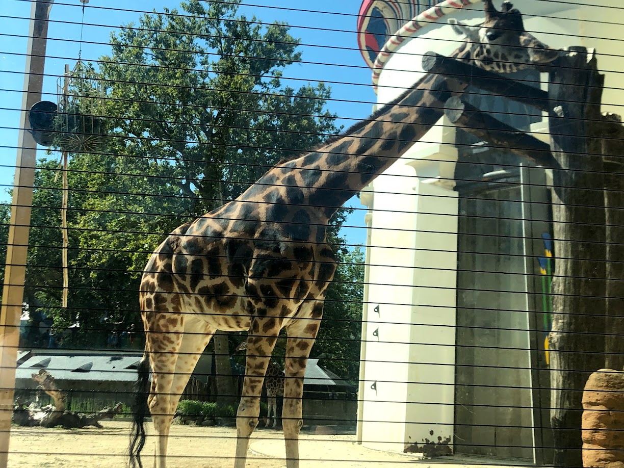 Zoo Antwerpen- Rothschild's giraffe- 2021