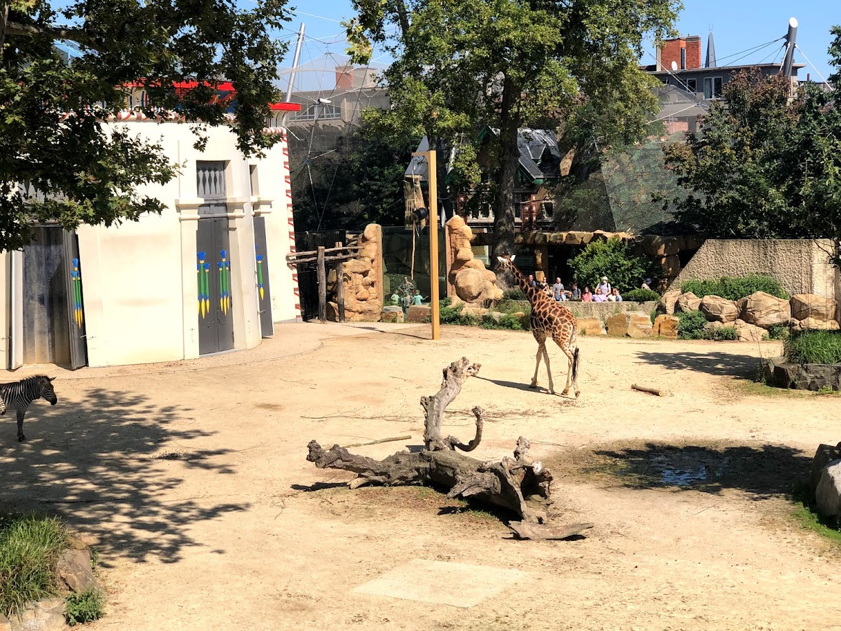 Zoo Antwerpen- Rothschild's giraffe in savannah enclosure- 2021