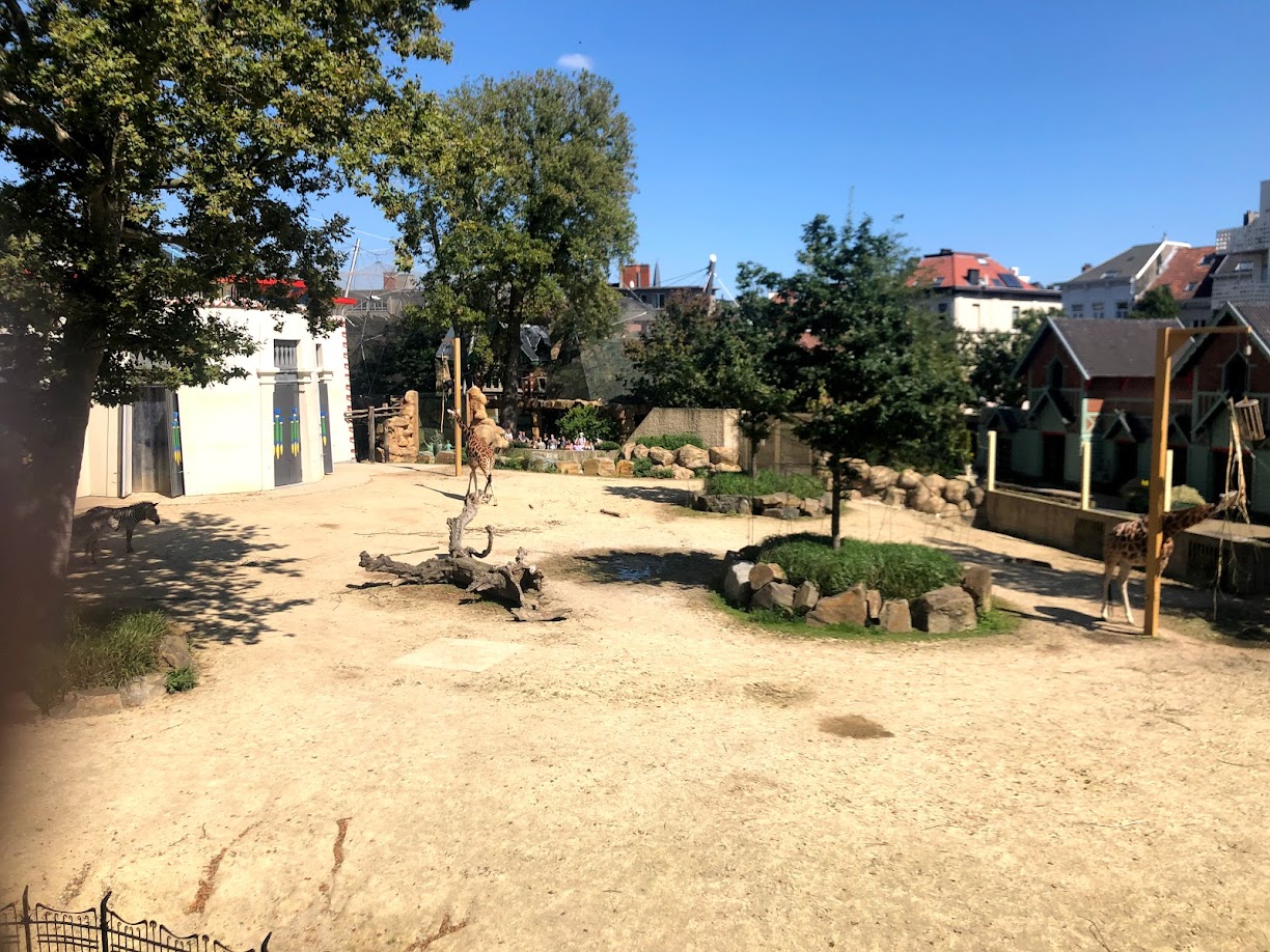 Zoo Antwerpen- savannah enclosure- 2021