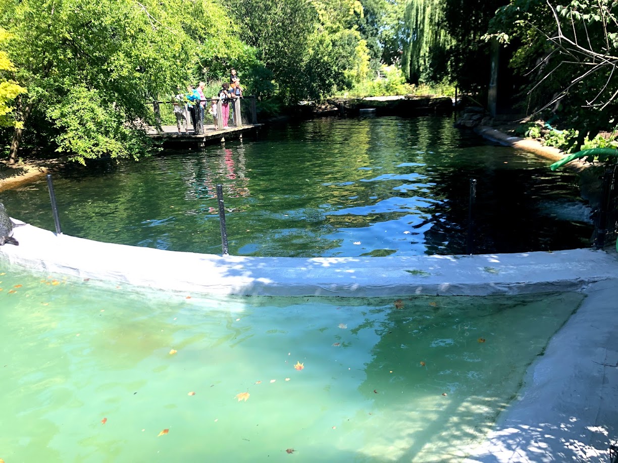 Zoo Antwerpen- seal basin- 2021