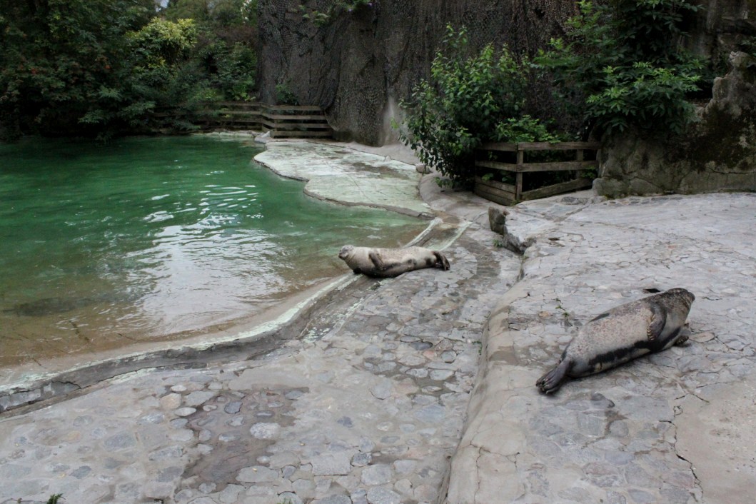 ZOO Antwerpen - Seal exhibit