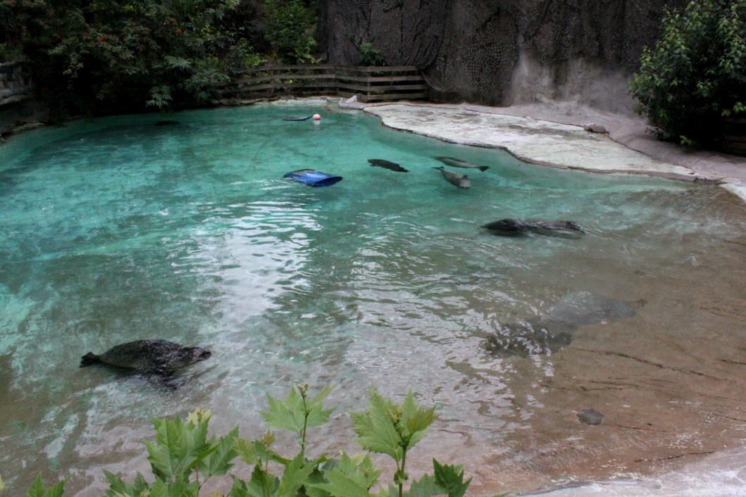 ZOO Antwerpen - Seal exhibit