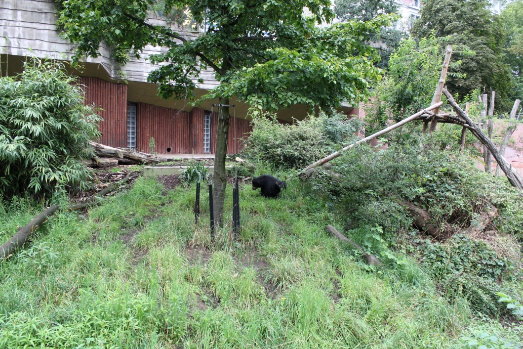 ZOO Antwerpen - Spectacled bear exhibit