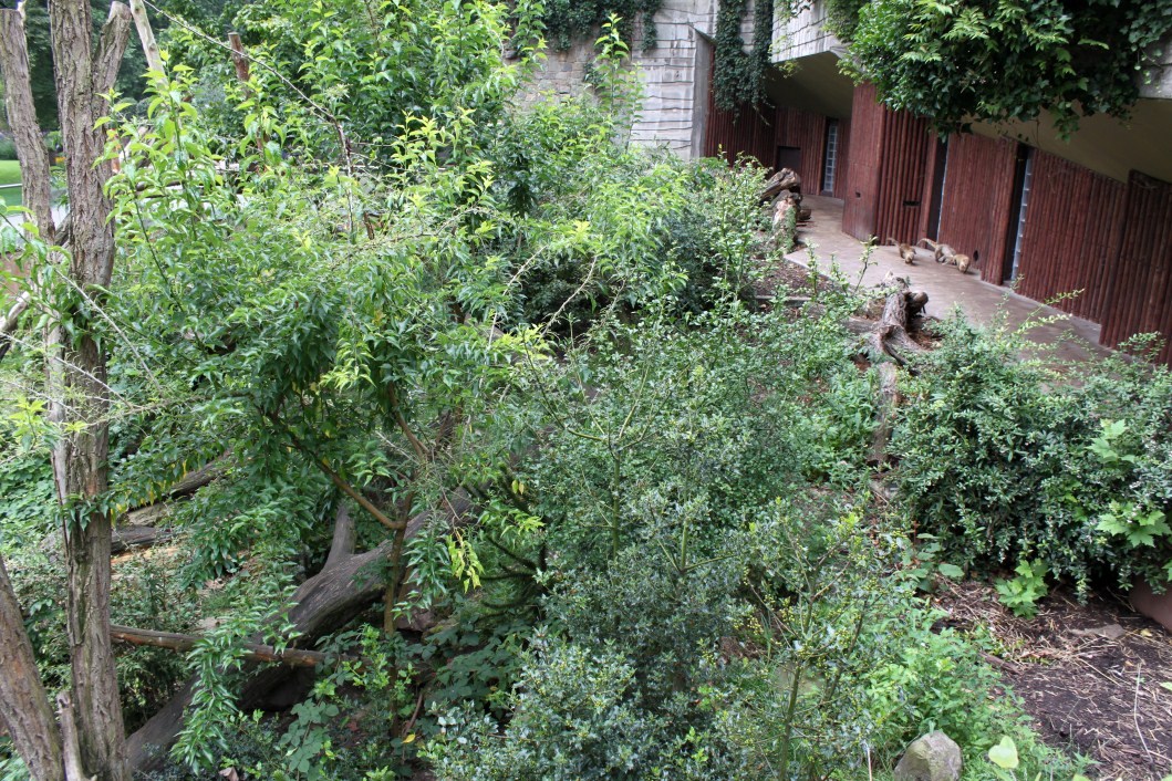 ZOO Antwerpen - Spectacled bear exhibit