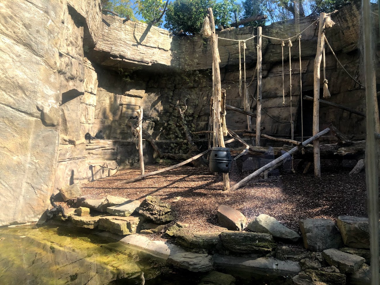 Zoo Antwerpen- spider monkey enclosure- 2021