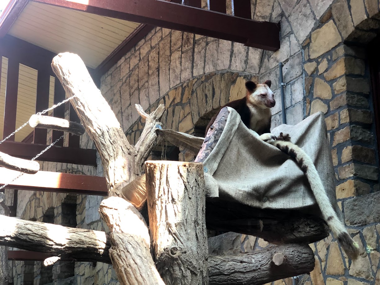 Zoo Antwerpen- tree kangoroo- 2021