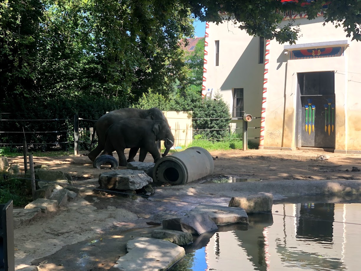 Zoo Antwerpen- two young elephant bulls- 2021