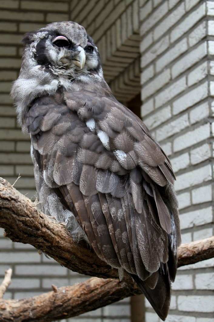 ZOO Antwerpen - Verreaux's eagle-owl