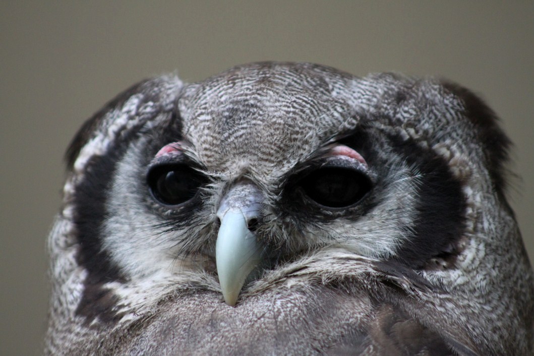 ZOO Antwerpen - Verreaux's eagle-owl