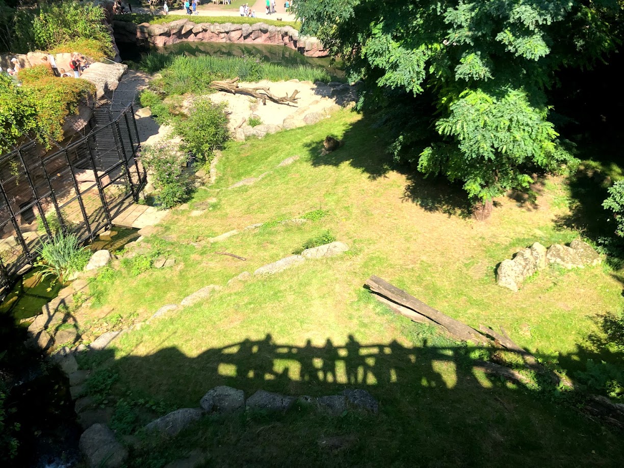 Zoo Antwerpen- view onto the lion enclosure- 2021