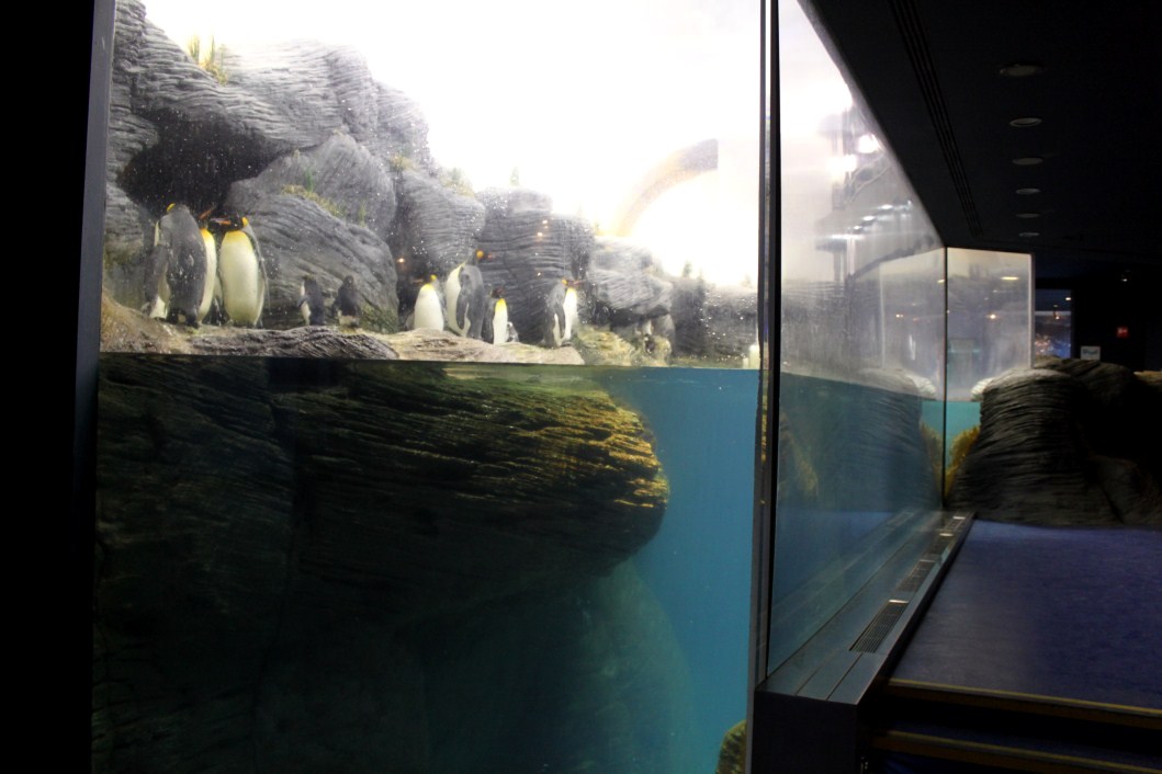 ZOO Antwerpen - Vriesland (Penguin exhibit)