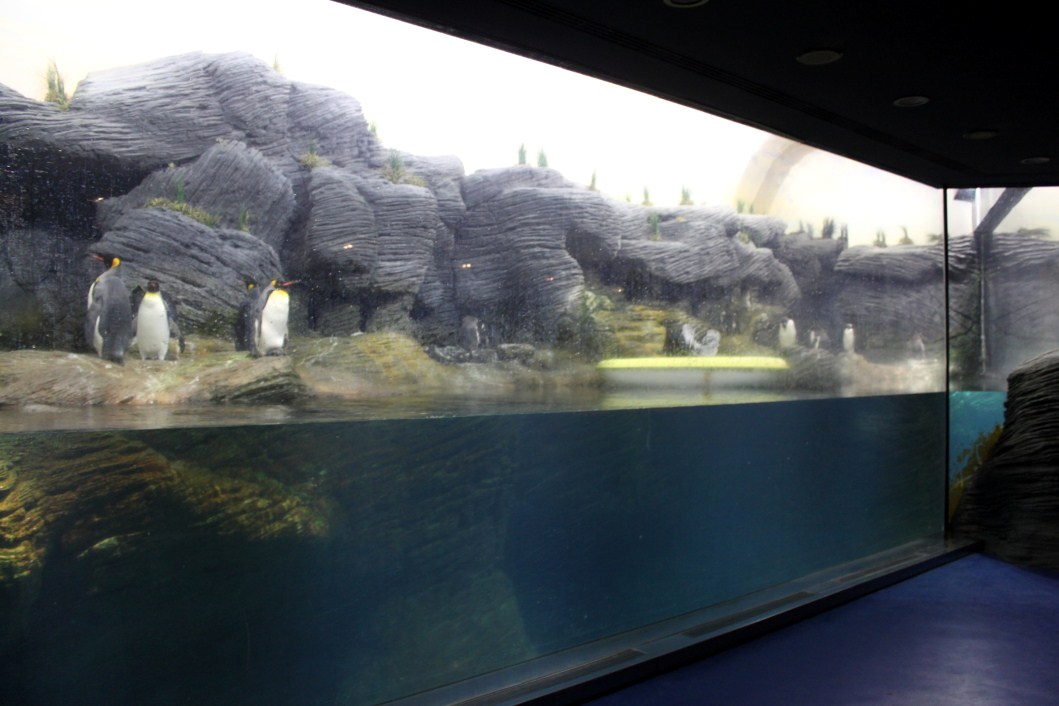 ZOO Antwerpen - Vriesland (Penguin exhibit)