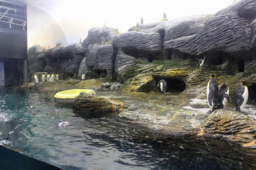 ZOO Antwerpen - Vriesland (Penguin exhibit)