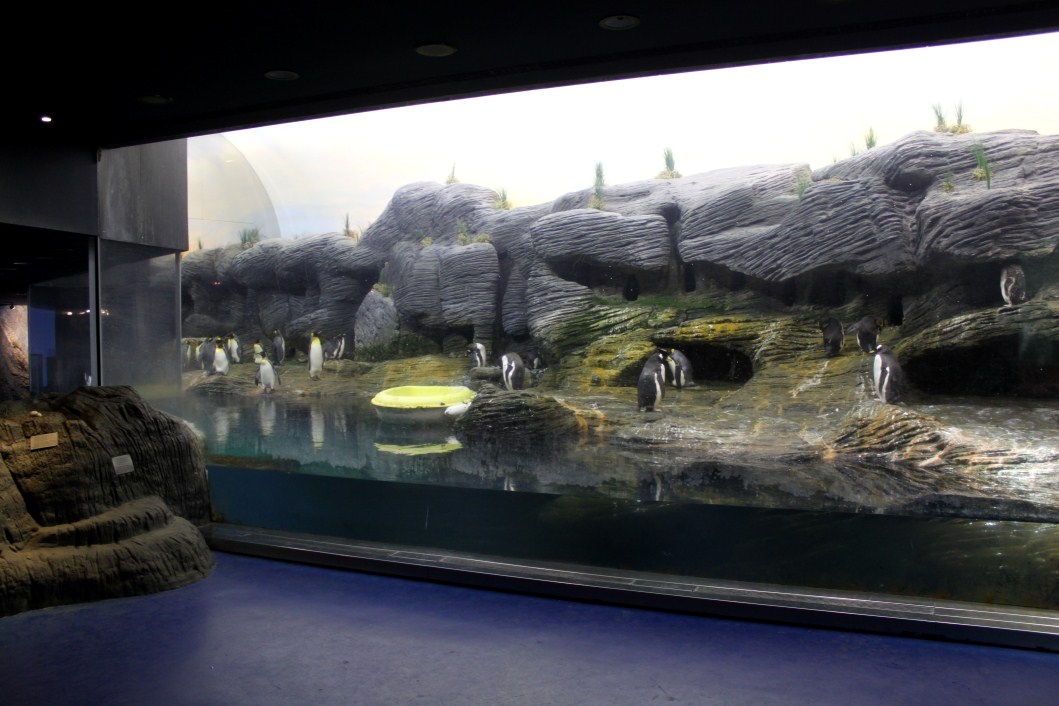 ZOO Antwerpen - Vriesland (Penguin exhibit)