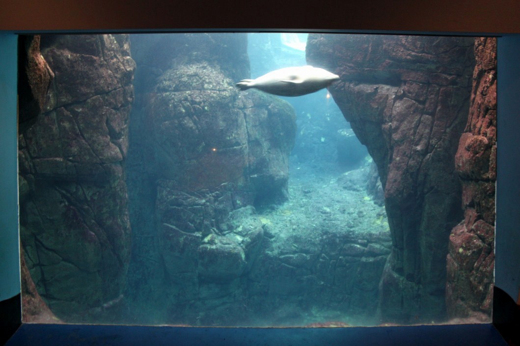 ZOO Antwerpen - Vriesland (Seal exhibit)