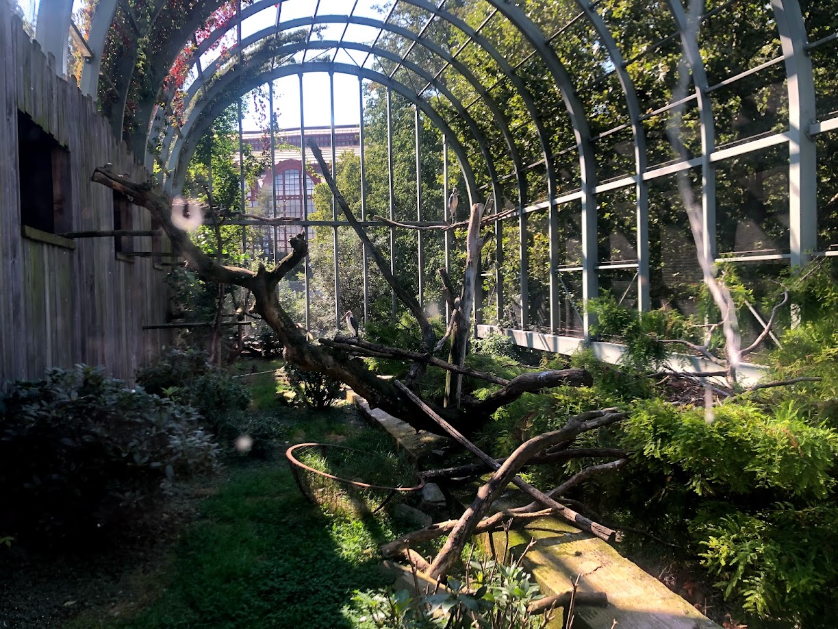 Zoo Antwerpen- walk-through aviary- 2021