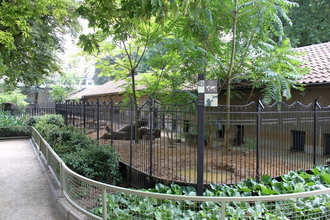 ZOO Antwerpen - Warthog exhibits