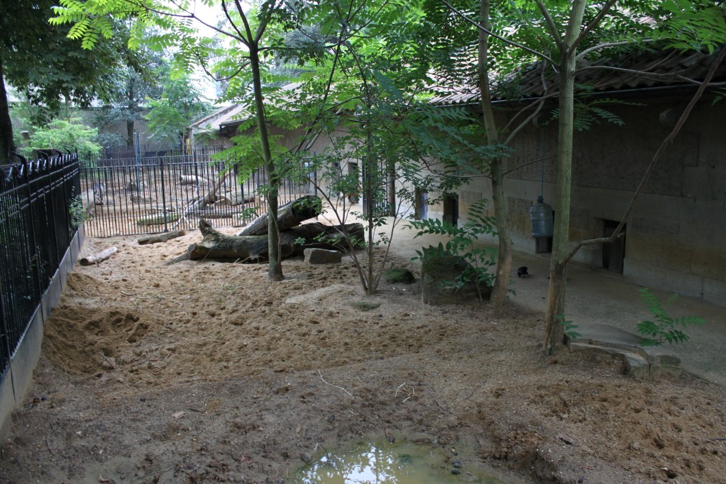 ZOO Antwerpen - Warthog exhibits